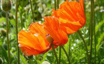 mohn, rot, mohnblume, roter mohn, natur, garten, mohnblume, mohnblume, mohnblume, mohnblume, mohnblume