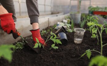 greenhouse, planting, spring, beds, woman, girl, seedlings, tomatoes, plants, beautiful flowers, peppers, pots, earth, black soil, garden, vegetable garden, nature, shovel, flowers, vegetables, fruits, home, young, boring, greenhouse, flower wallpaper, flower background, greenhouse, garden, garden, garden, vegetable garden, vegetable garden, vegetable garden, vegetable garden, vegetable garden