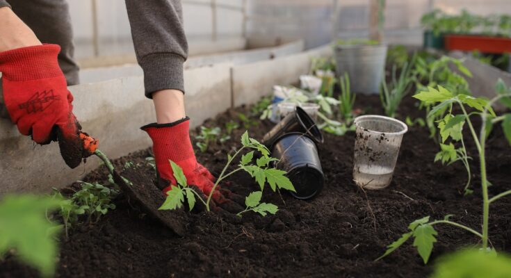 greenhouse, planting, spring, beds, woman, girl, seedlings, tomatoes, plants, beautiful flowers, peppers, pots, earth, black soil, garden, vegetable garden, nature, shovel, flowers, vegetables, fruits, home, young, boring, greenhouse, flower wallpaper, flower background, greenhouse, garden, garden, garden, vegetable garden, vegetable garden, vegetable garden, vegetable garden, vegetable garden