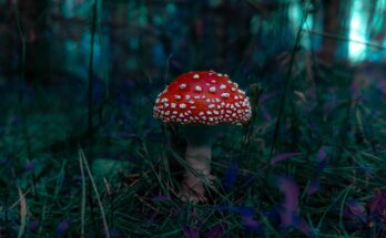 mushroom, fly agaric, fungus, fungi, moss, forest, nature
