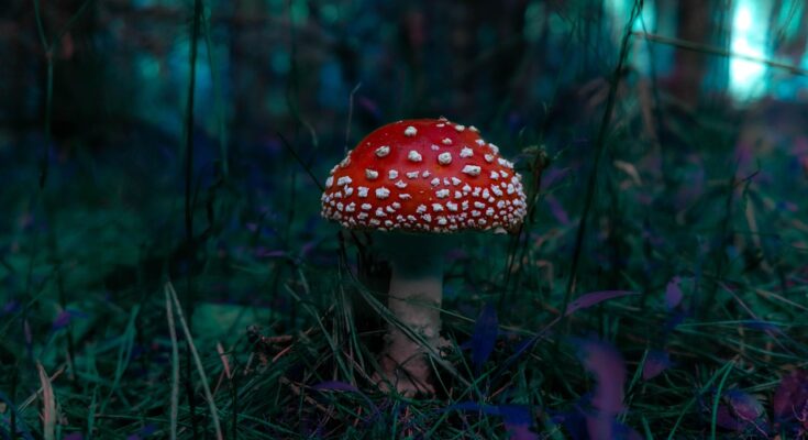 mushroom, fly agaric, fungus, fungi, moss, forest, nature